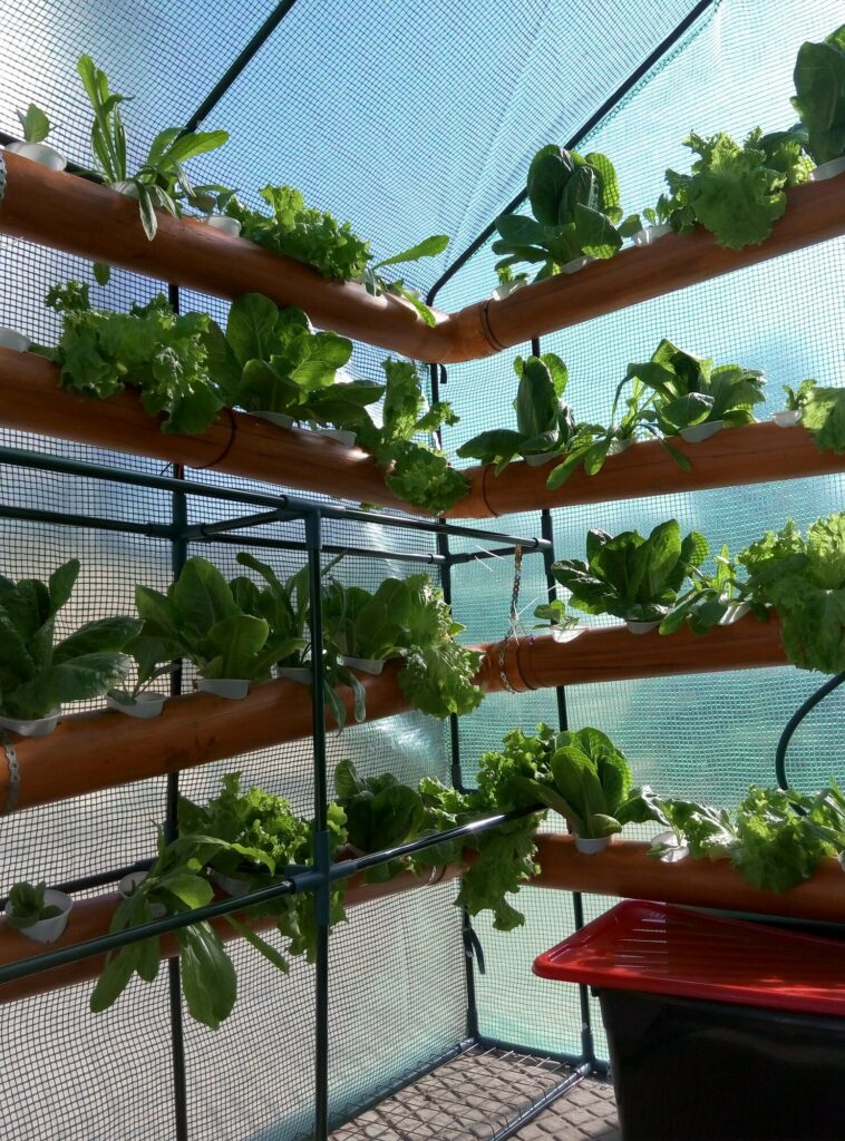 urban hydroponics